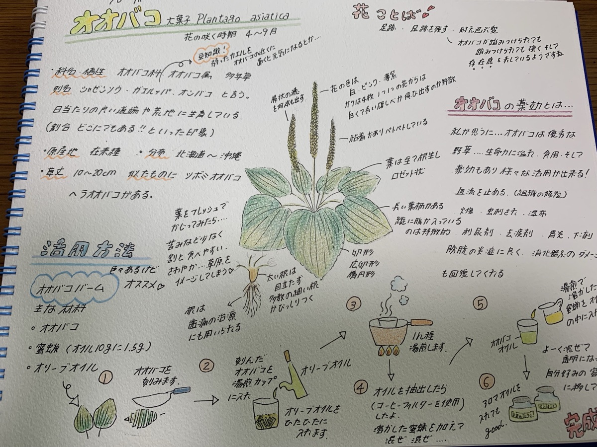参加者が作成した植物図鑑(オオバコ)